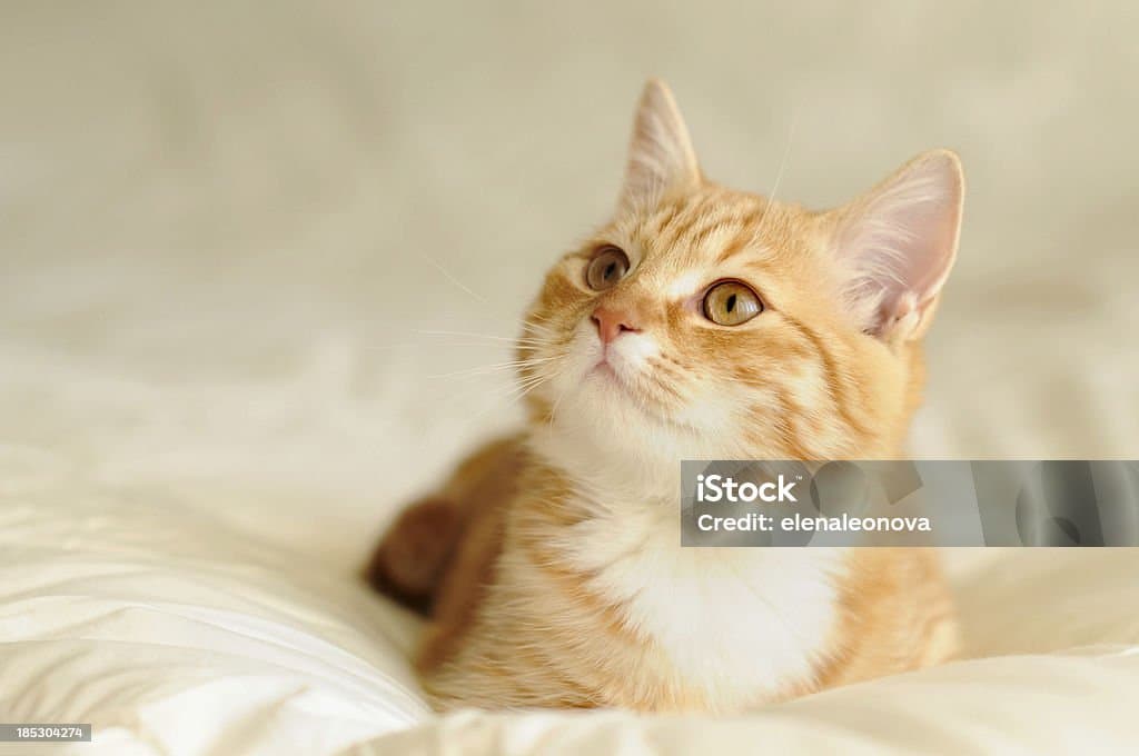 使用 OpenClaw + GitHub 实现博客自动化部署与性能优化